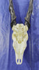 Giant Eland Skull - Real African Antelope Horns and Skull- African Trophy Male Eland Cranium - Huge Horns