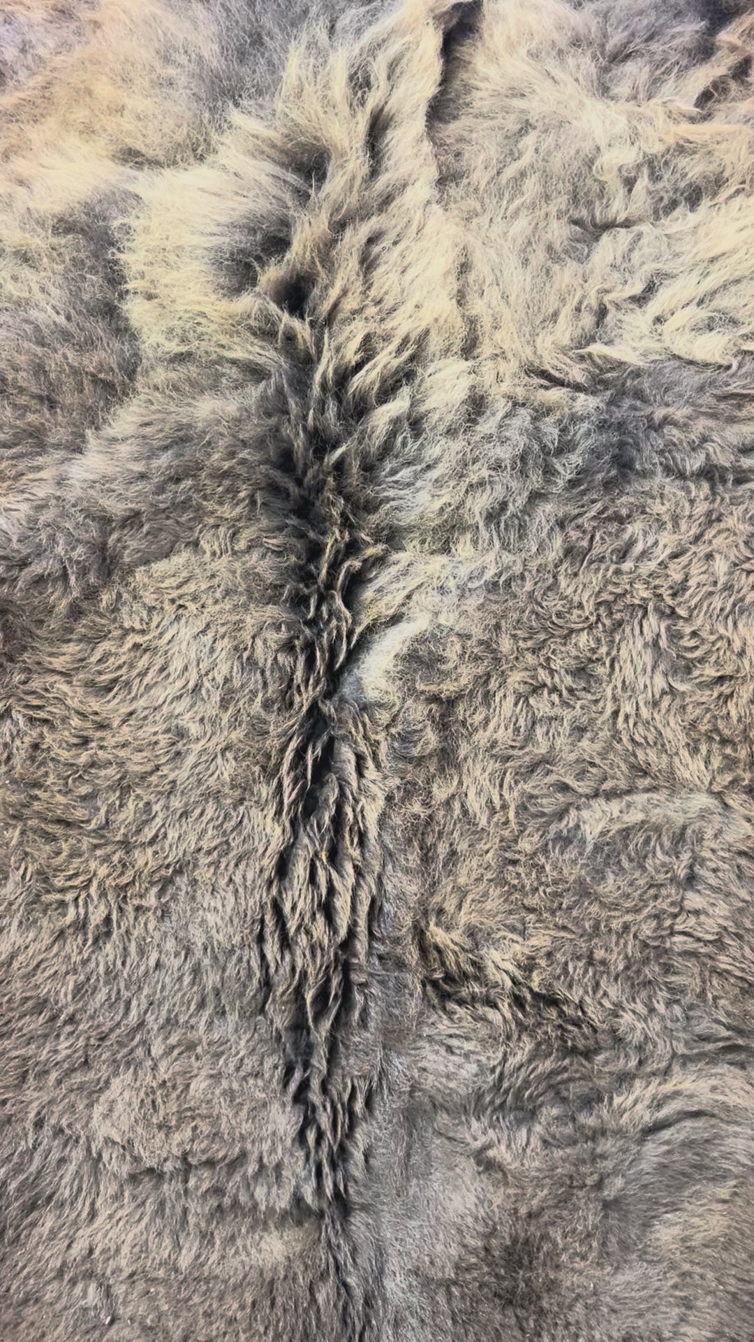 Bison Skin Rug (huge and awesome fur!) Size: 8x7 feet #23