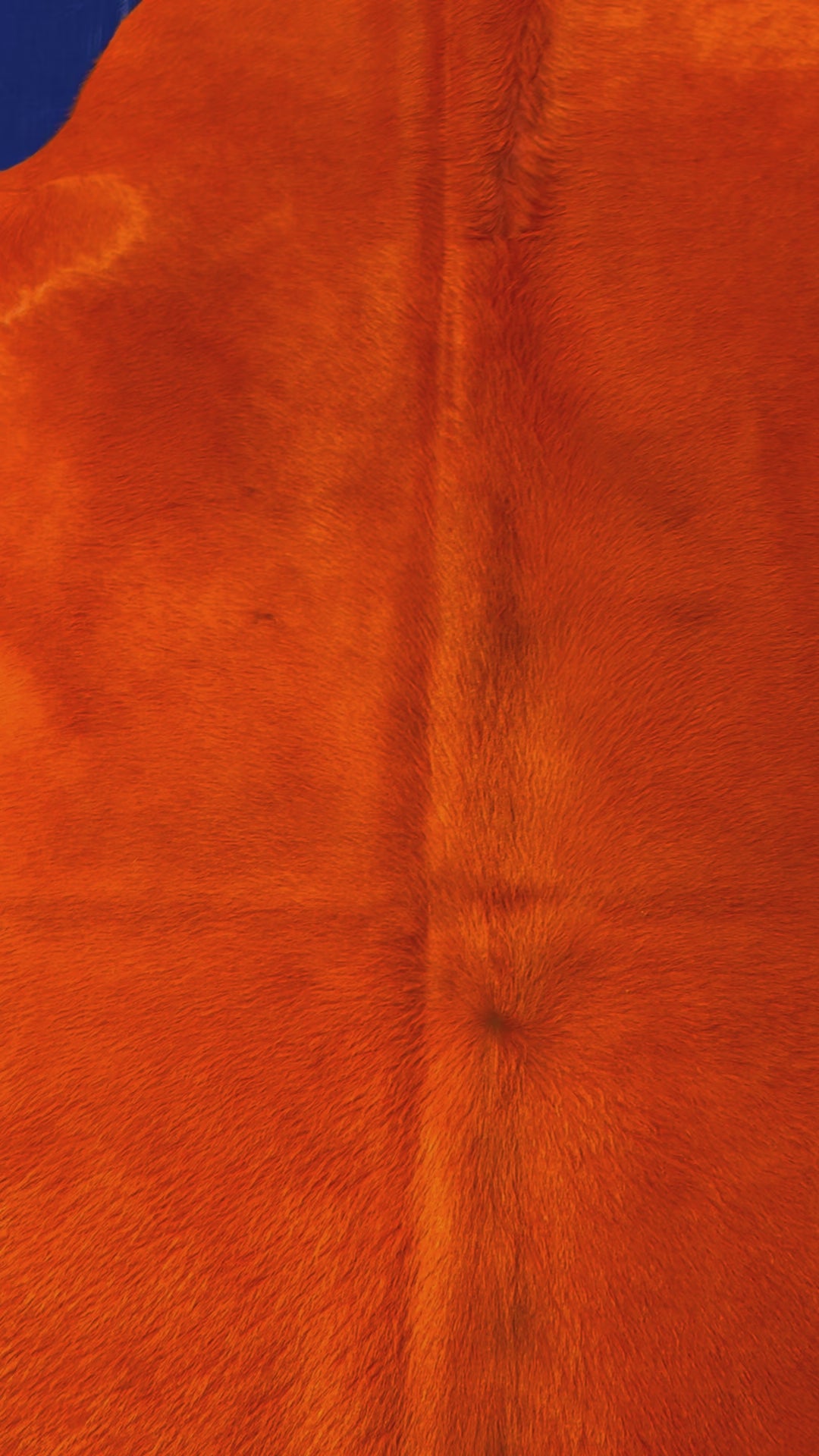 Dyed Bright Orange Cowhide Rug Size: 7x6.2 feet D-147