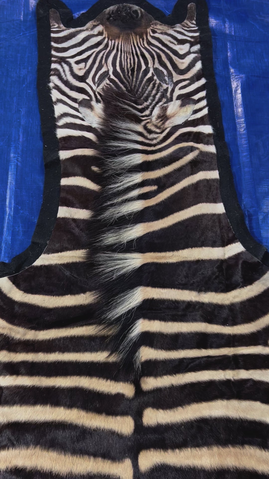 Zebra Skin Rug # 14 (felted/Tail is 33"/Nice Quality) Size: 7.2x6.2 feet