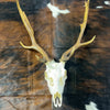 Deer Skull Real Fallow Deer Horns & Skull - REAL Fallow Skull Approximate Size: 27HX23WX17D inches