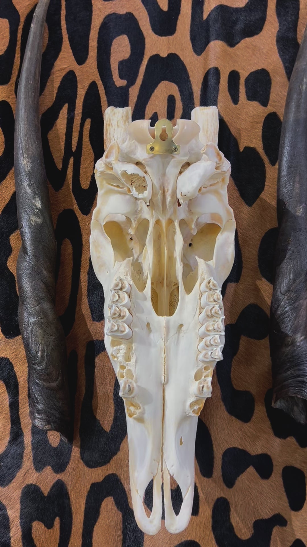 Eland Skull - Real African Antelope Horns and skull- African Eland Cranium - 25" Horns