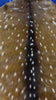 Top Grade Axis Deer Skin (small hole in the leg) Size: 41x25" Axis-738