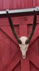 Animal Skull - Giant Waterbuck Skull Real African Antelope Horn + Skull (Horns are around 24 inches measured around the curvature)