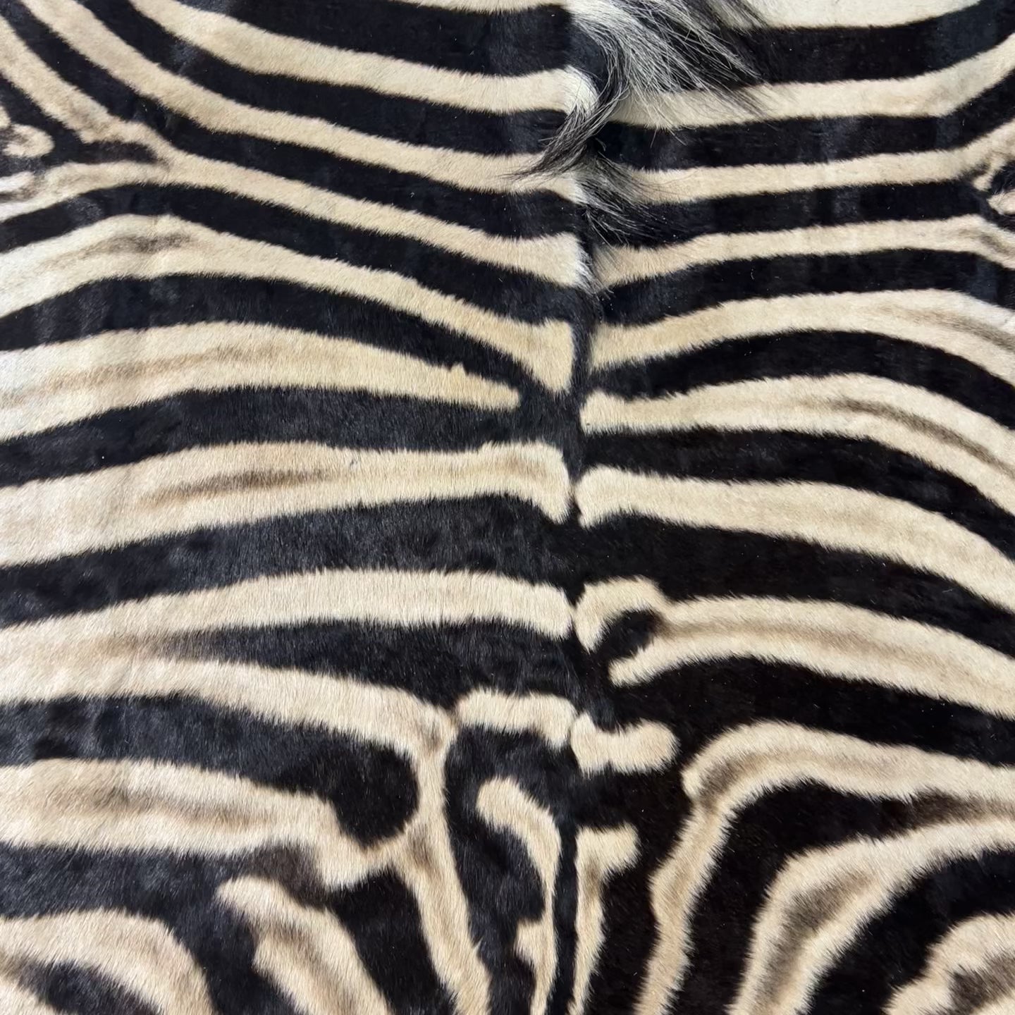 Real Zebra Skin Rug Hide # 23 Small Size: 7X 6 feet - FREE ZEBRA PILLOW CASE