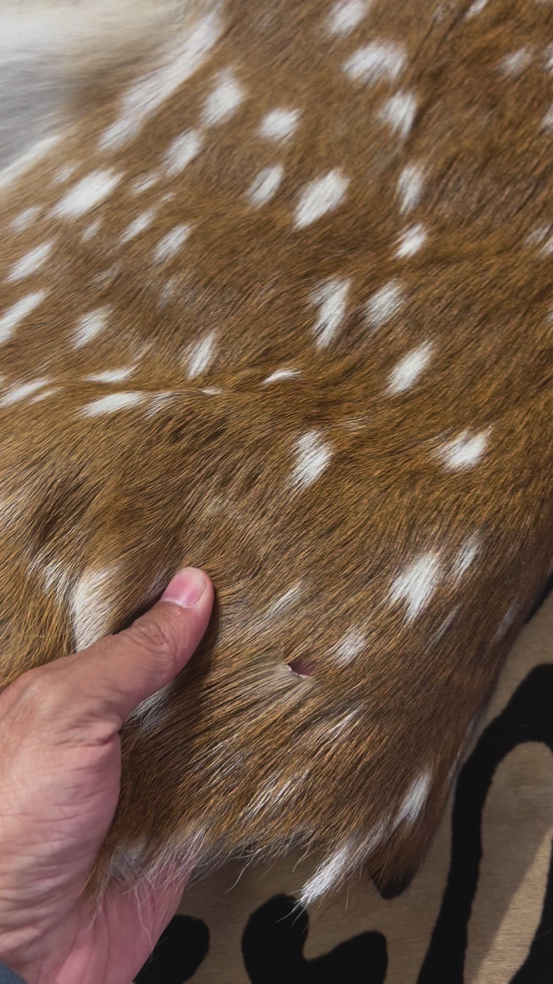 Top Grade Axis Deer Skin (small hole) Size: 39x28" Axis-737