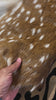 Top Grade Axis Deer Skin (small hole) Size: 39x28" Axis-737