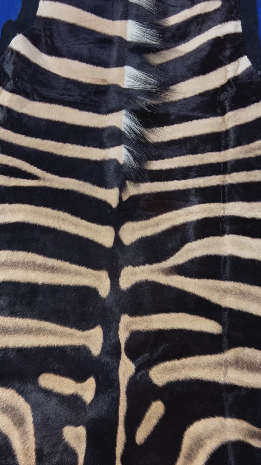 Real Zebra Skin Rug Hide # 17 (felted) HUGE Size: 8.3 X 7 feet -FREE PILLOW CASE