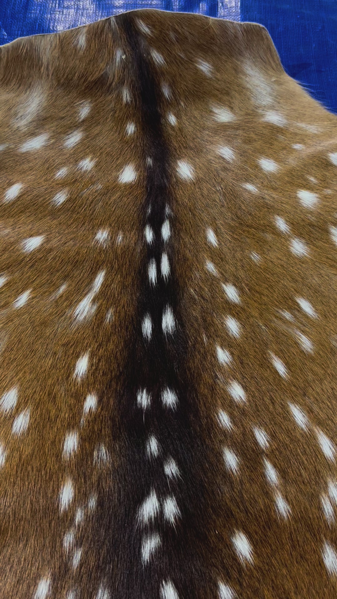 Top Grade Axis Deer Skin (small hole) Size: 39x28" Axis-737