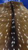 Top Grade Axis Deer Skin (small hole) Size: 39x28" Axis-737