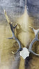 Deer Skull Real Fallow Deer Horns + SKULL Cap Fallow Skull Approximate Size: 22HX13DX18W inches