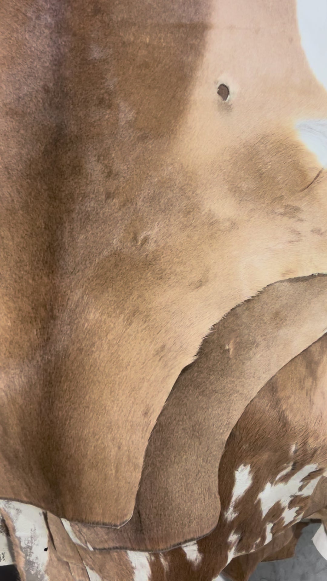 African Impala Antelope Hide - 2nd Grade Skin