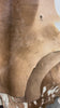 African Impala Antelope Hide - 2nd Grade Skin