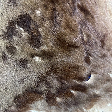 Wildebeest Skin (Holes and Scars/No Tail) Size: 49x45" D-944