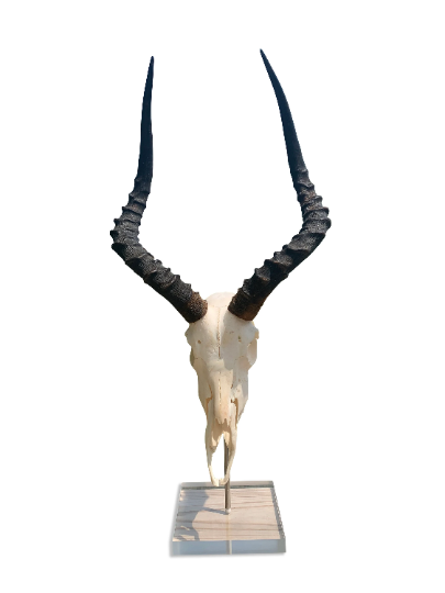 Véritable crâne d'impala sur support en acrylique Cornes d'antilope africaine - Véritable crâne de cerf