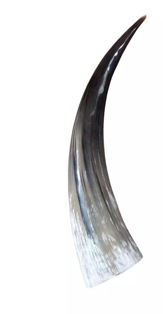 Polished Watusi Horn - Polished Cow Horn, 1 Polished Ox Horn 27" Long