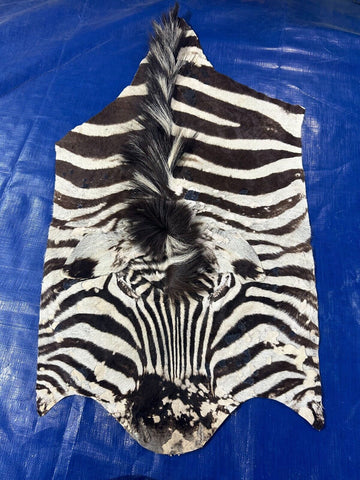 Burchells Zebra Face (distressed) Some imperfections Size: 41x22"