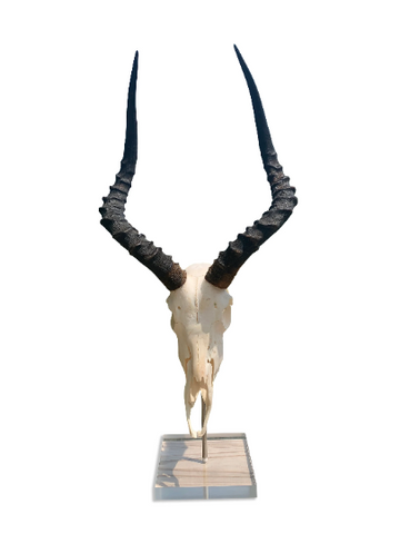 Real Impala Skull on Acrylic Stand African Antelope Horns - Genuine Deer Skull