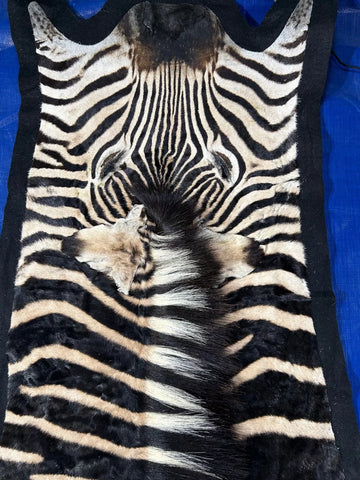 Real Zebra Skin Rug hide # 15 (felted) HUGE size: 8 X 6.5 feet (Brand New)