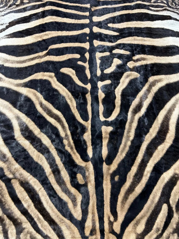 Real Zebra Skin Rug hide # 15 (felted) HUGE size: 8 X 6.5 feet (Brand New)