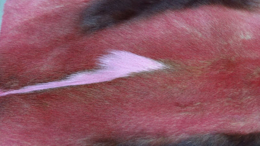 Dyed Pink Springbok Skin Large, Dyed Pink African springbok hide