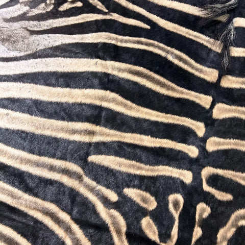 Real Zebra Skin Rug Hide # 27 HUGE Size: 8.5X 6.7 feet - FREE PILLOW CASE