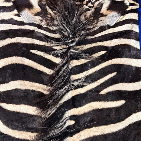 Real Zebra Skin Rug Hide # 27 HUGE Size: 8.5X 6.7 feet - FREE PILLOW CASE