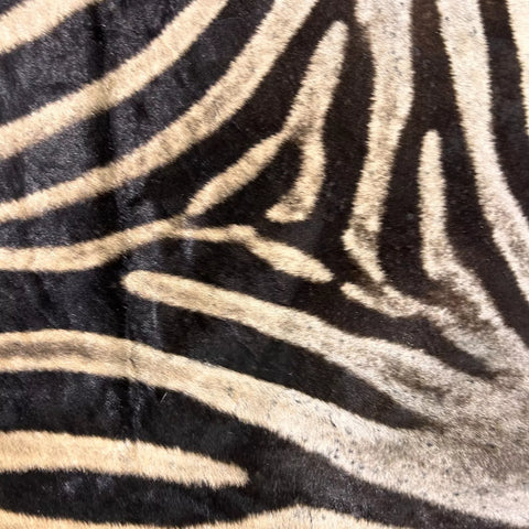 Real Zebra Skin Rug Hide # 27 HUGE Size: 8.5X 6.7 feet - FREE PILLOW CASE