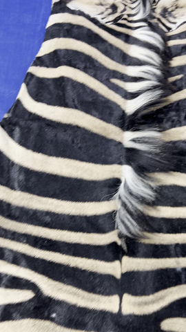 Real Zebra Skin Rug BIG Size: 9x7.5 feet NEW Burchell's Hide Zebra Rug #140