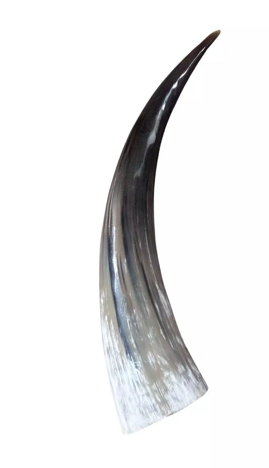 Polished Watusi Horn - Polished Cow Horn, 1 Polished Ox Horn 27" Long