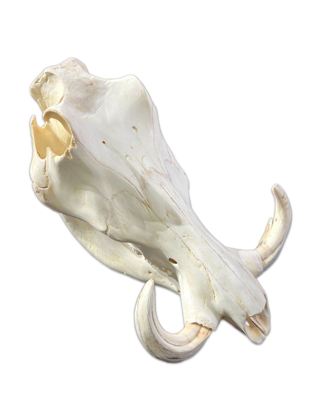 African Pig Skull - Real Wild Pig Natural Cranium Approximate Size: 15x9.5x8.5"