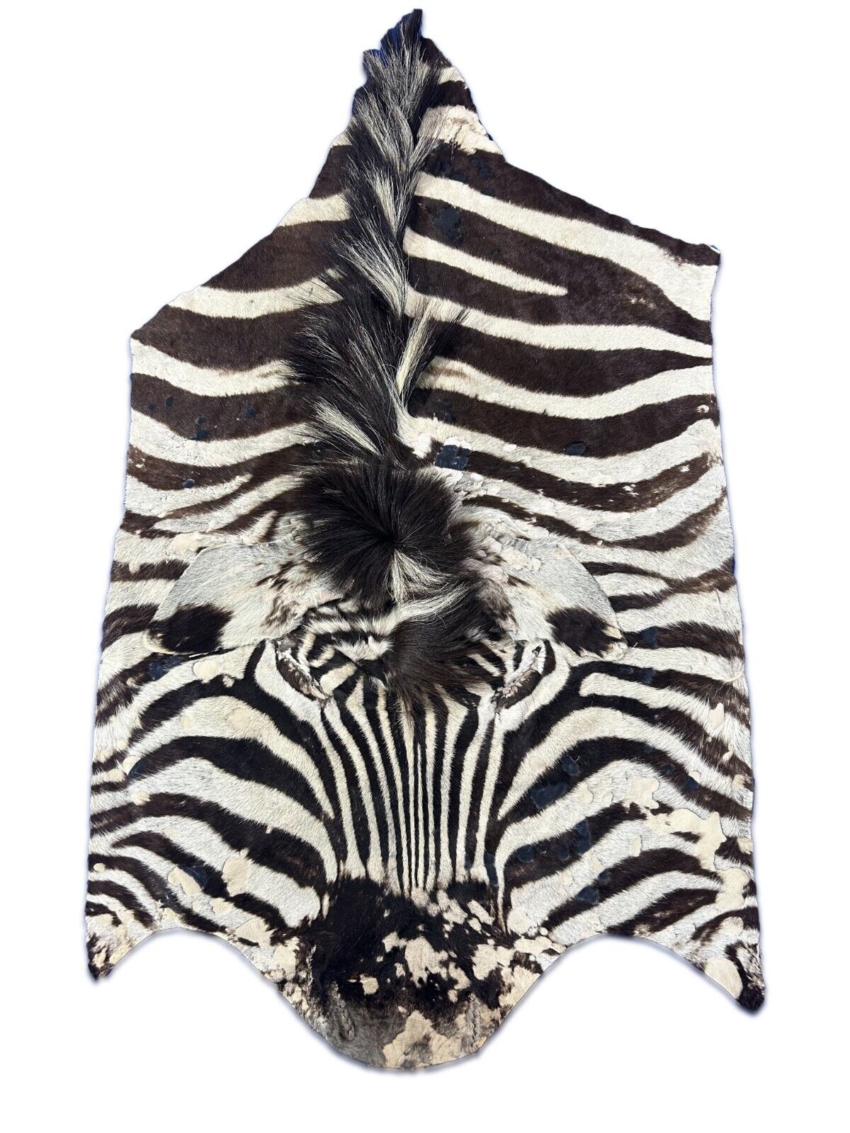 Burchells Zebra Face (distressed) Some imperfections Size: 41x22"