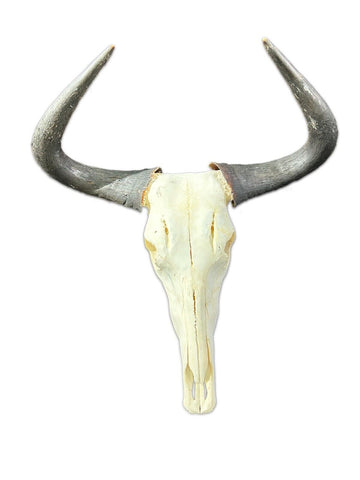 Gnu Skull , Real Wildebeest Skull, Wildebeest Skull + Antelope Horns