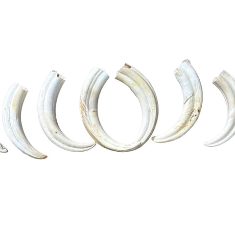 Warthog Tusks- 8 Real Warthog tusks - 8 Real African Warthog Teeth