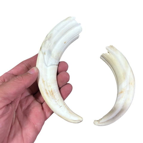 Warthog Tusks- 8 Real Warthog tusks - 8 Real African Warthog Teeth