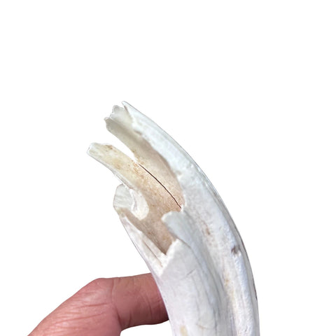 Warthog Tusks- 8 Real Warthog tusks - 8 Real African Warthog Teeth