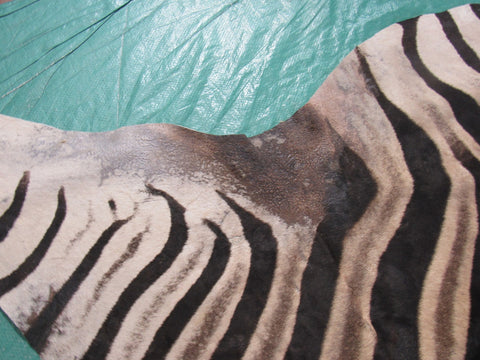 Real Zebra Skin Rug Size: 8' X 6 2/3' Burchell's Hide Zebra Rug 90