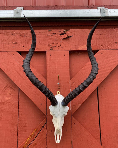 Animal Skull - Real African Antelope Horns - African Trophy Skull - BIG SIZE (Horns are 25" long)