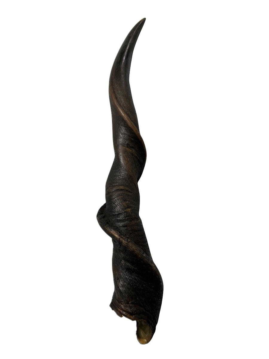 1 Natural Giant Eland Horn, antelope horn, deer horn, (Size - Giant one at 29" long measure straight and 39" around curls)