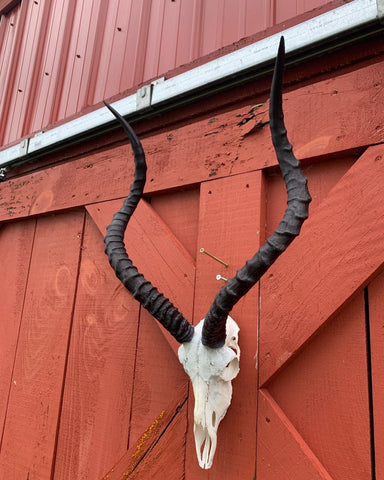 Animal Skull - Real African Antelope Horns - African Trophy Skull - BIG SIZE (Horns are 25" long)