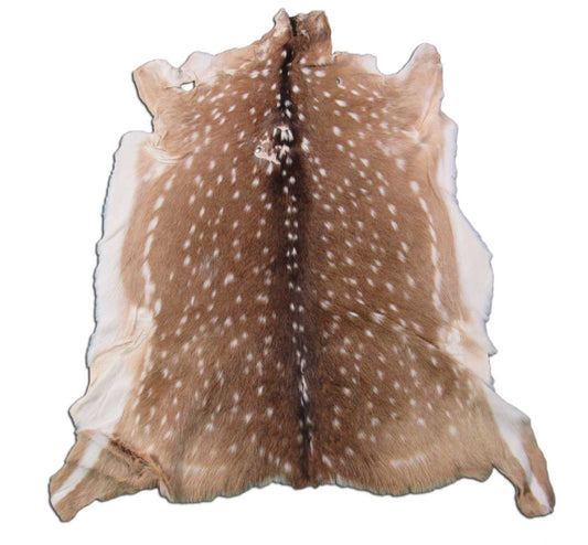 Axis Deer Skin Rug Second Grade (hole and bald spot ) Size: 44x35 inches Axis-631