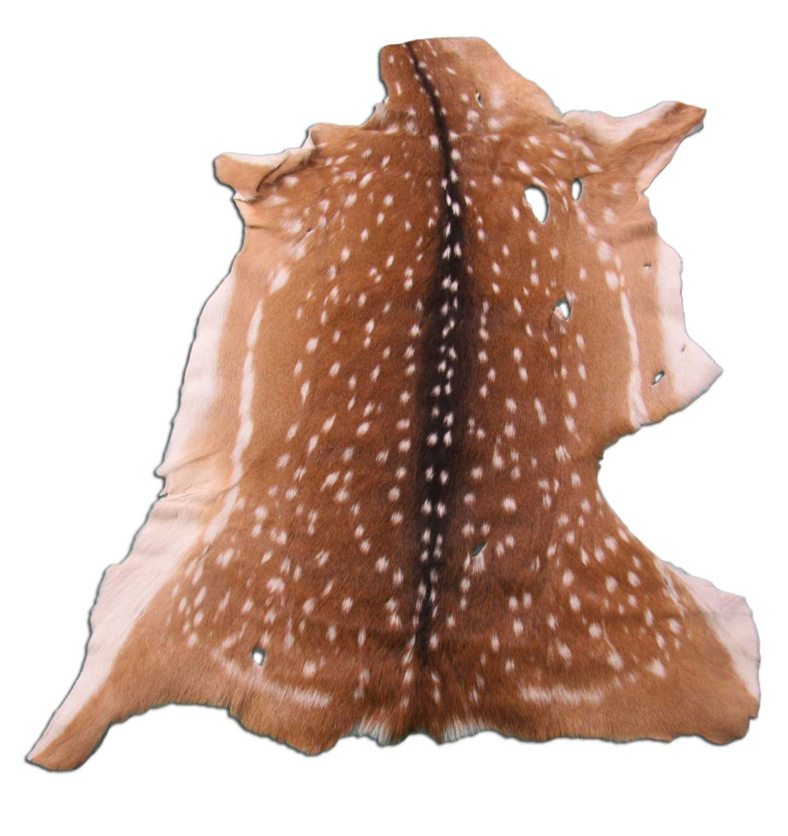 Axis Deer Skin Rug 2nd Grade (mishapen and has a few holes) Size: 42x35" Axis-648