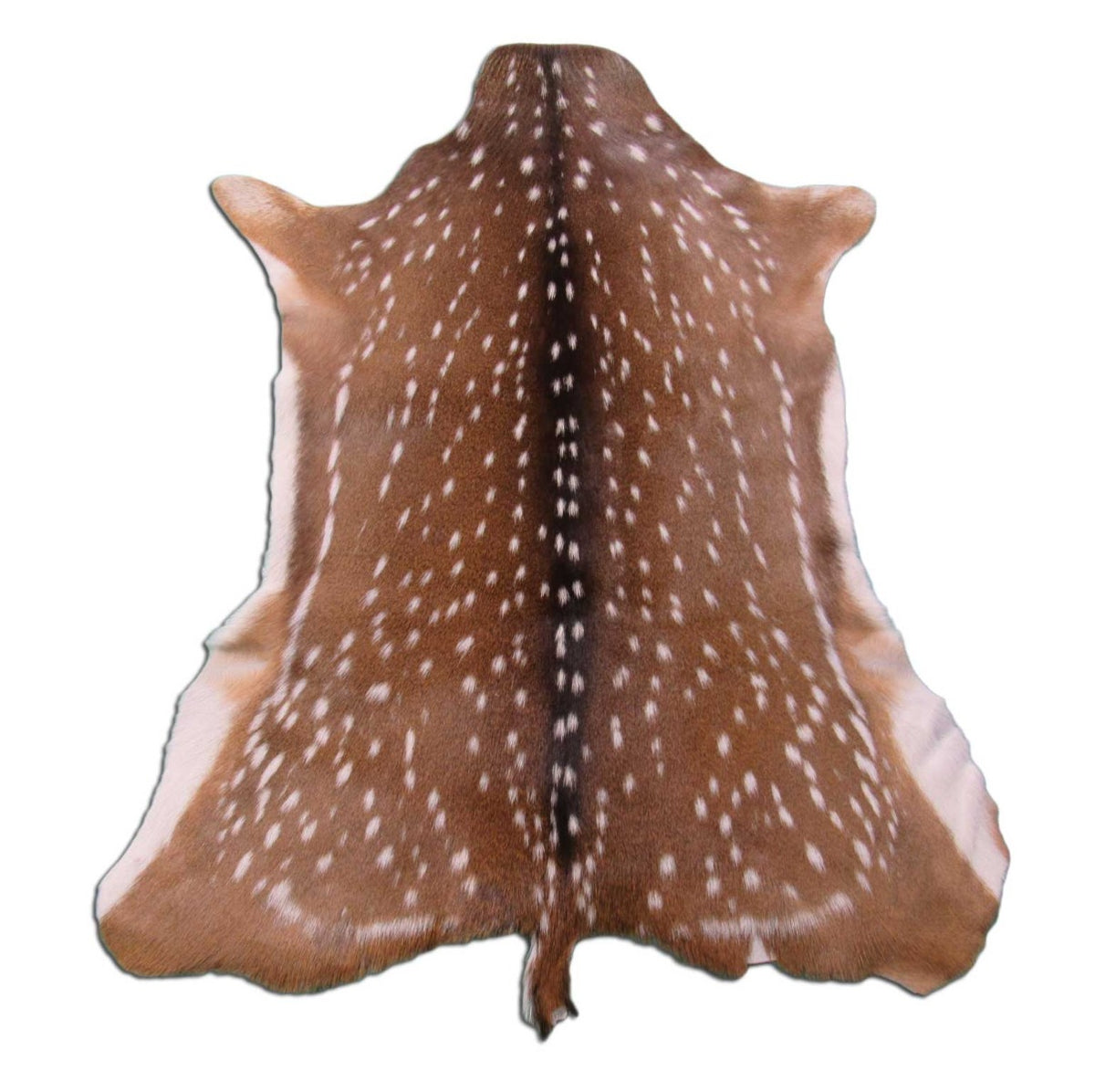 Gorgeous Axis Deer Skin (perfect tanning/ has tiny tail) Size: 47x38" Axis-691