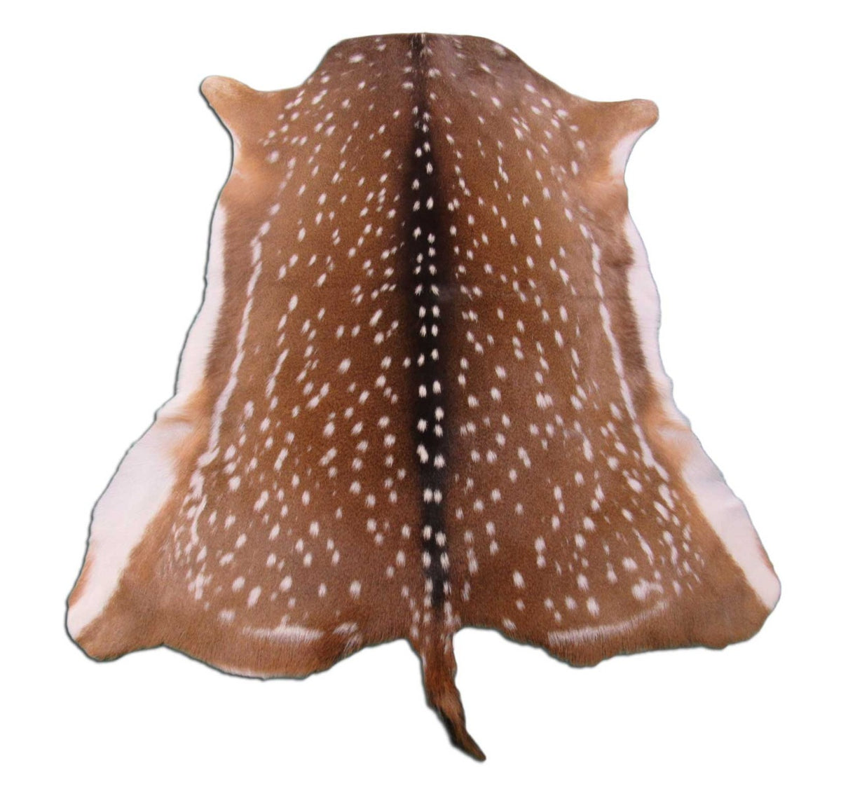 Gorgeous Axis Deer Skin (perfect tanning/ has nice tail) Size: 43x39" Axis-693