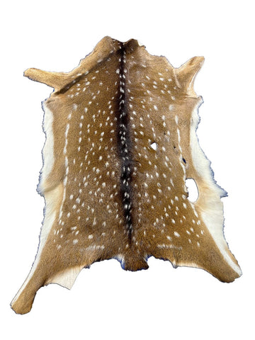 Second Grade Axis Deer Skin (5 holes) Size: 37x27" Axis-700