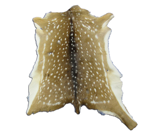 2nd Grade AXIS DEER SKIN (several holes) Size: 40x28" Axis-705