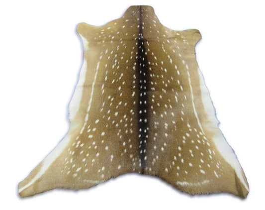 Top Quality Axis Deer Skin (tiny hole in shoulder) Size: 39x36" Axis-714