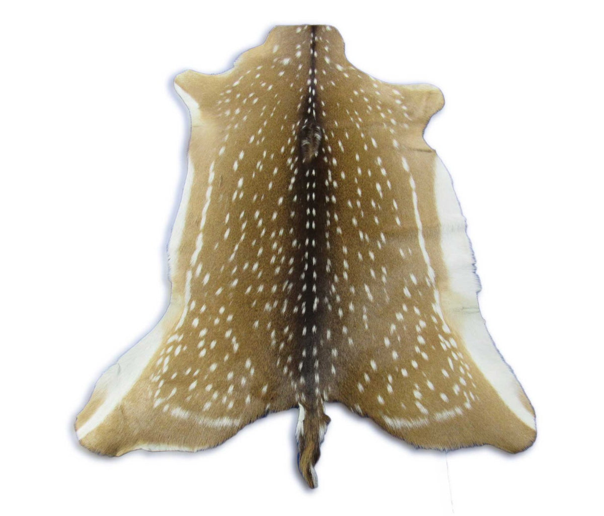 Top Quality Axis Deer Skin (tiny hole in shoulder) Size: 44x37" Axis-715