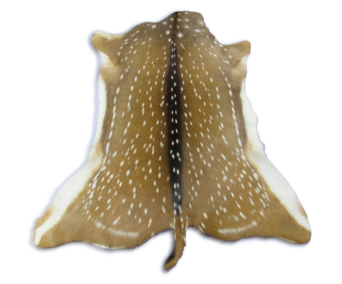 Top Quality Axis Deer Skin (hole in shoulder) Size: 46x39" Axis-716