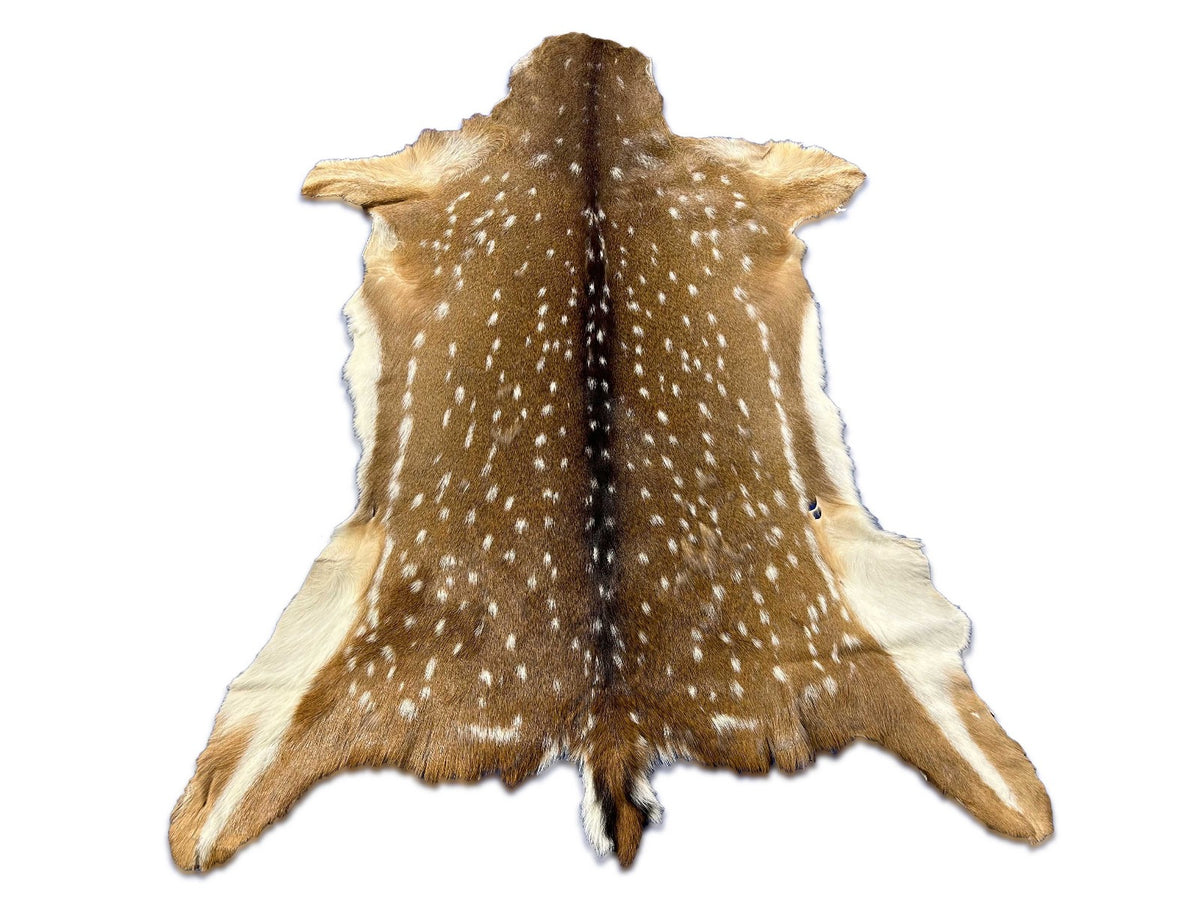 Second Grade Axis Deer Skin (a few holes) Size: 49x22" Axis-720